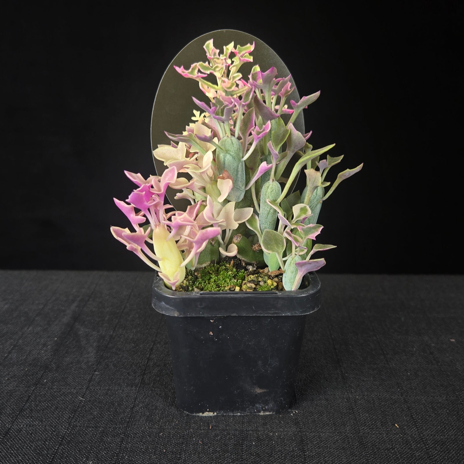 Variegated Senecio with jointed candle-like stems and pink, cream, and green leaves.
