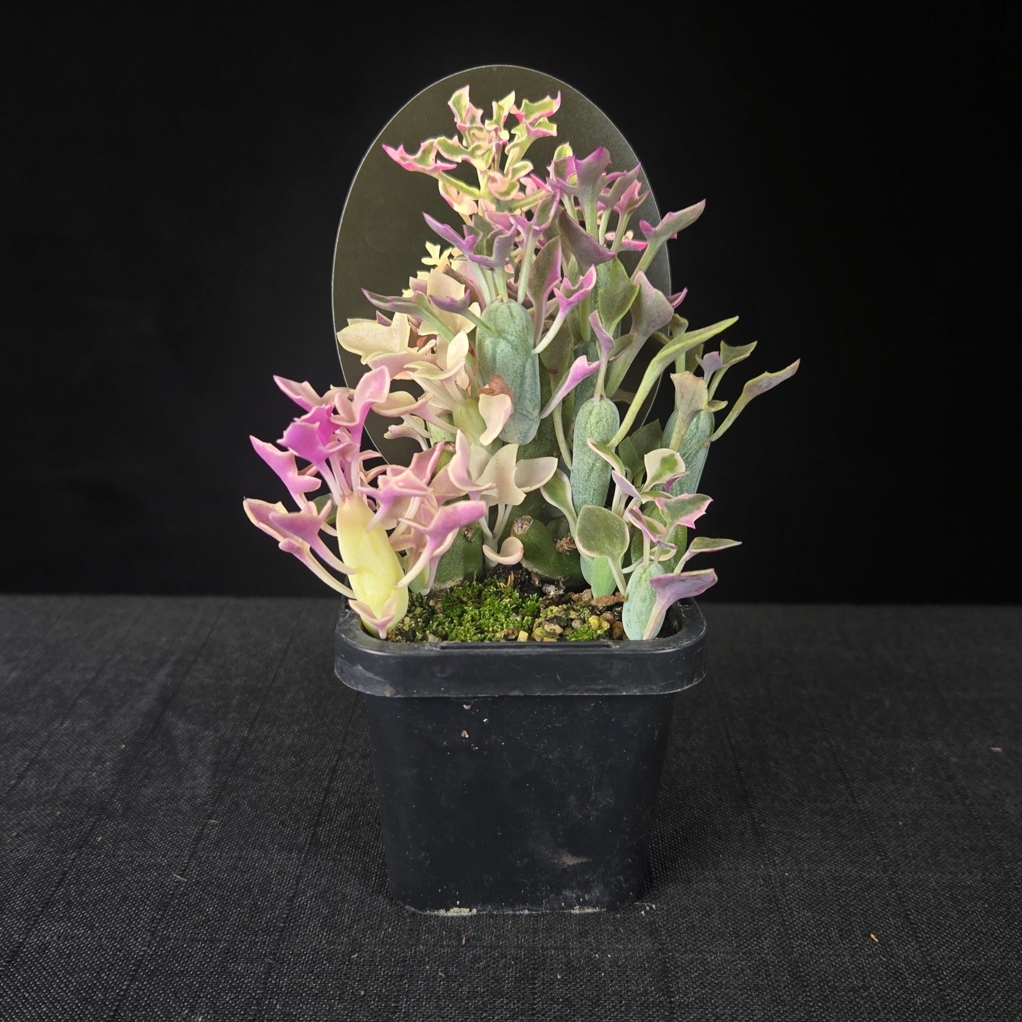 Variegated Senecio with jointed candle-like stems and pink, cream, and green leaves.