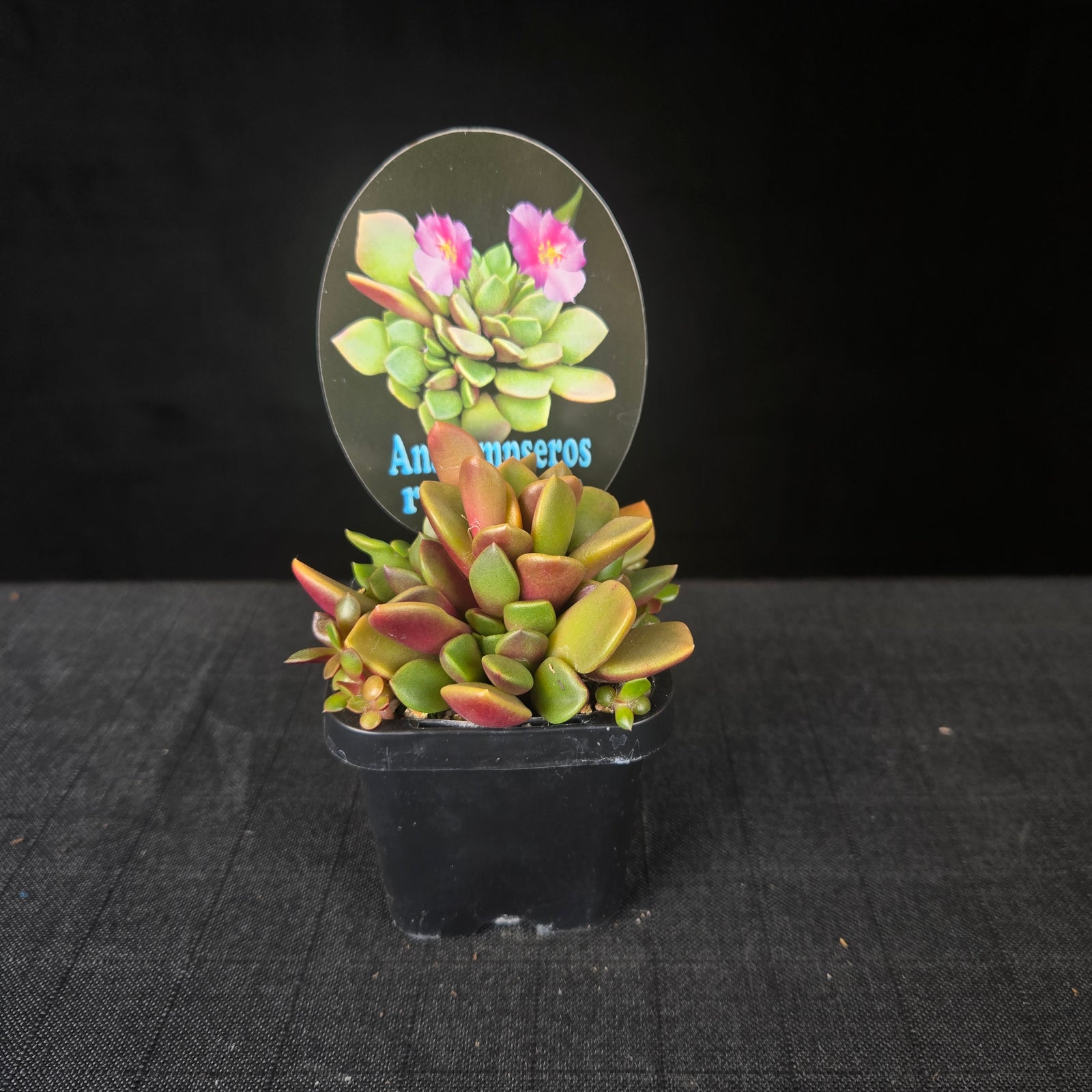 Compact Anacampseros succulent with red-purple flushed leaves and clustered rosettes.