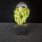 Compact Crassula ovata with pale green and creamy white leaves in a dwarf bonsai-like form.