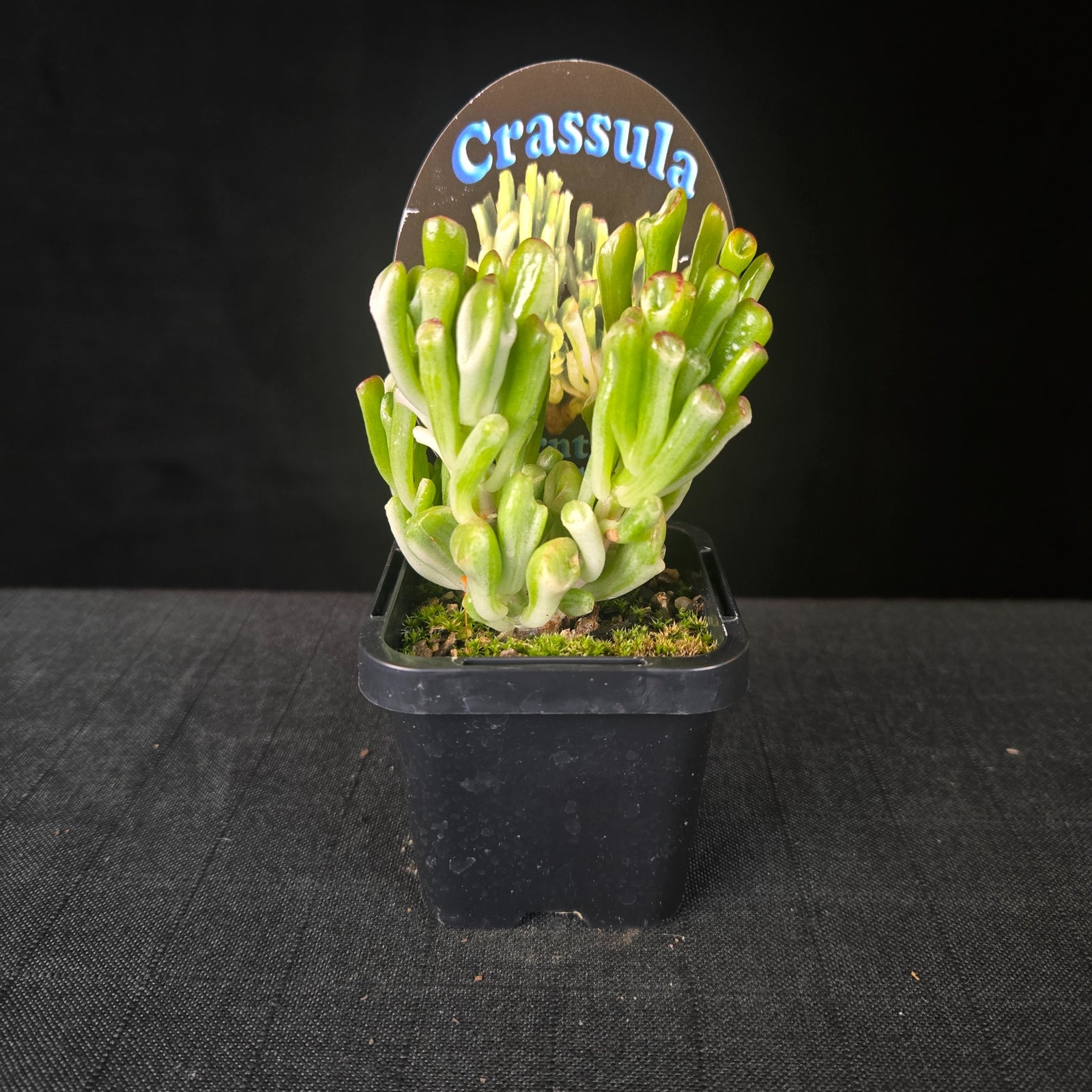 Compact Crassula ovata with pale green and creamy white leaves in a dwarf bonsai-like form.