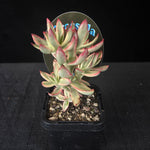 Compact Crassula with cream and green variegated leaves edged in red.