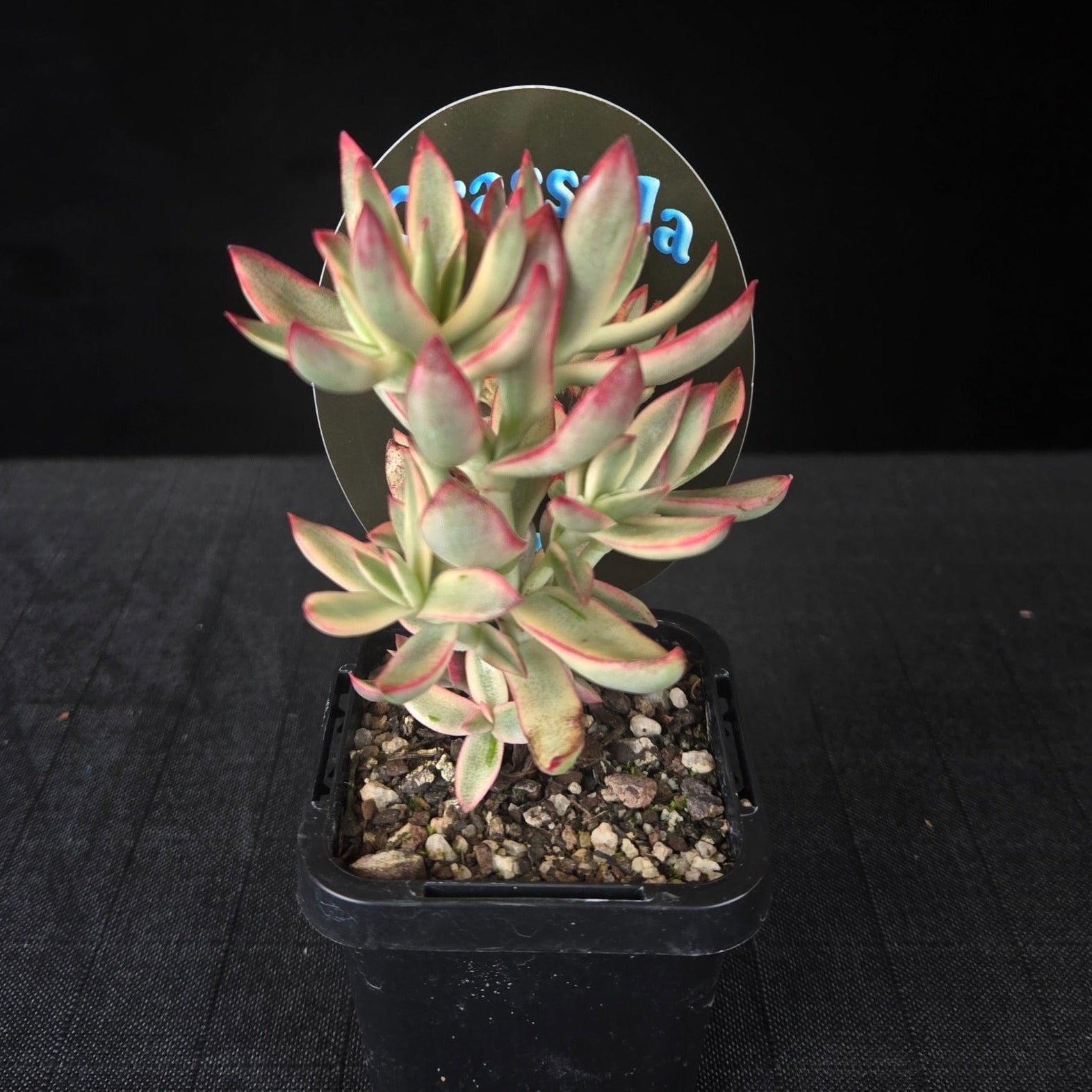 Compact Crassula with cream and green variegated leaves edged in red.