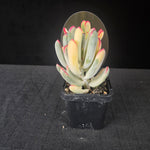 Cotyledon orbiculata 'Oophyllum' variegated – NarrowLeaf Form