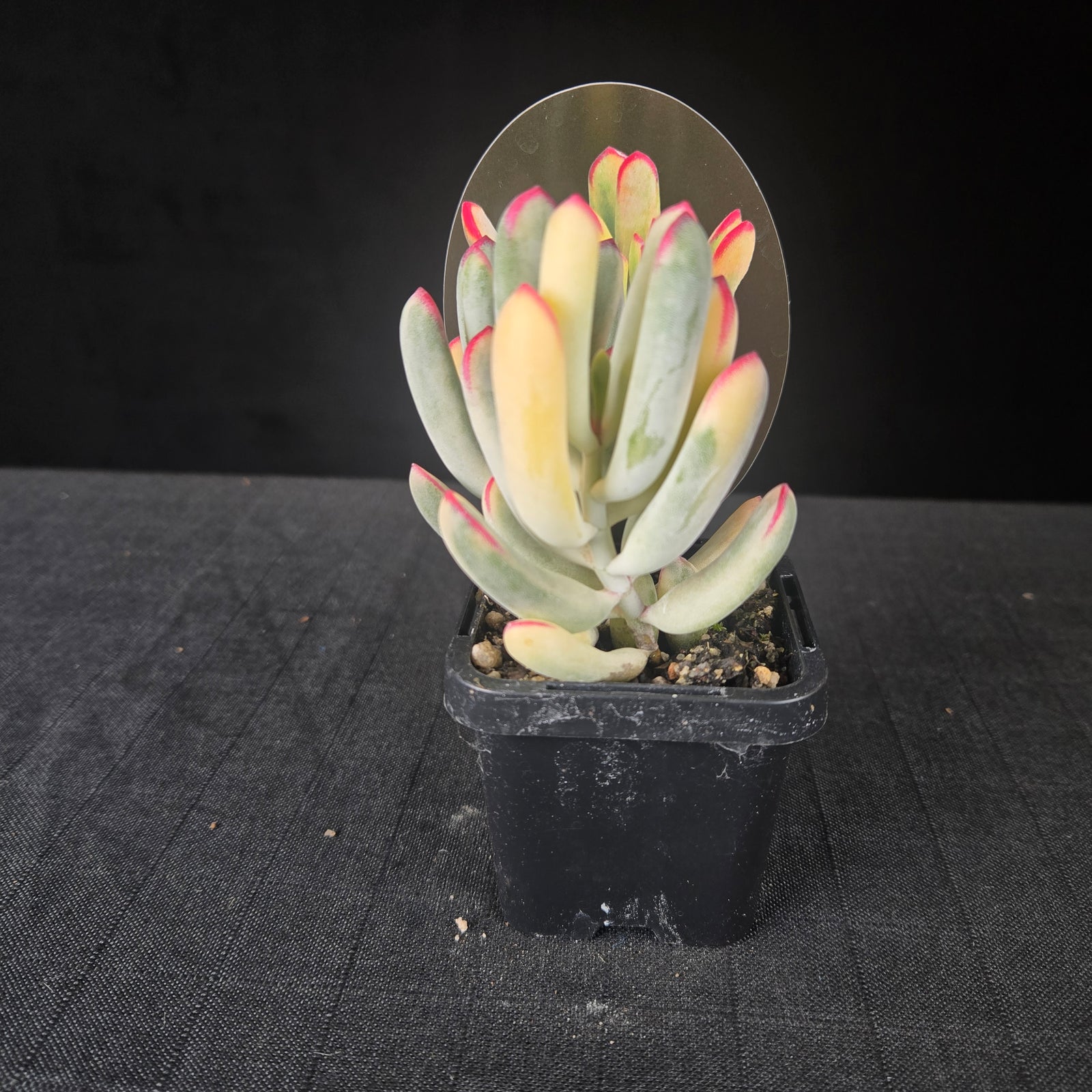 Cotyledon orbiculata 'Oophyllum' variegated – NarrowLeaf Form