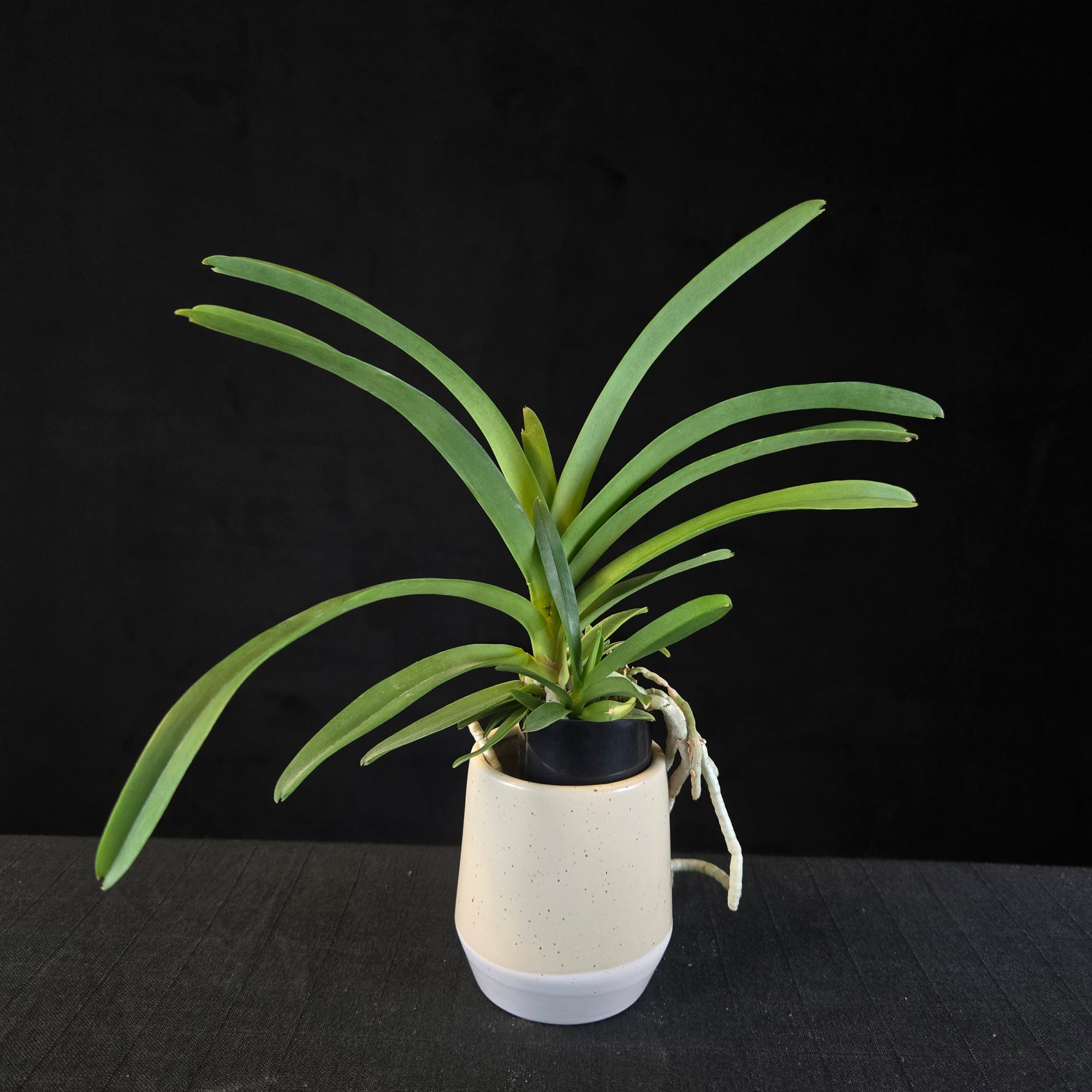 Vanda Pachara Blue