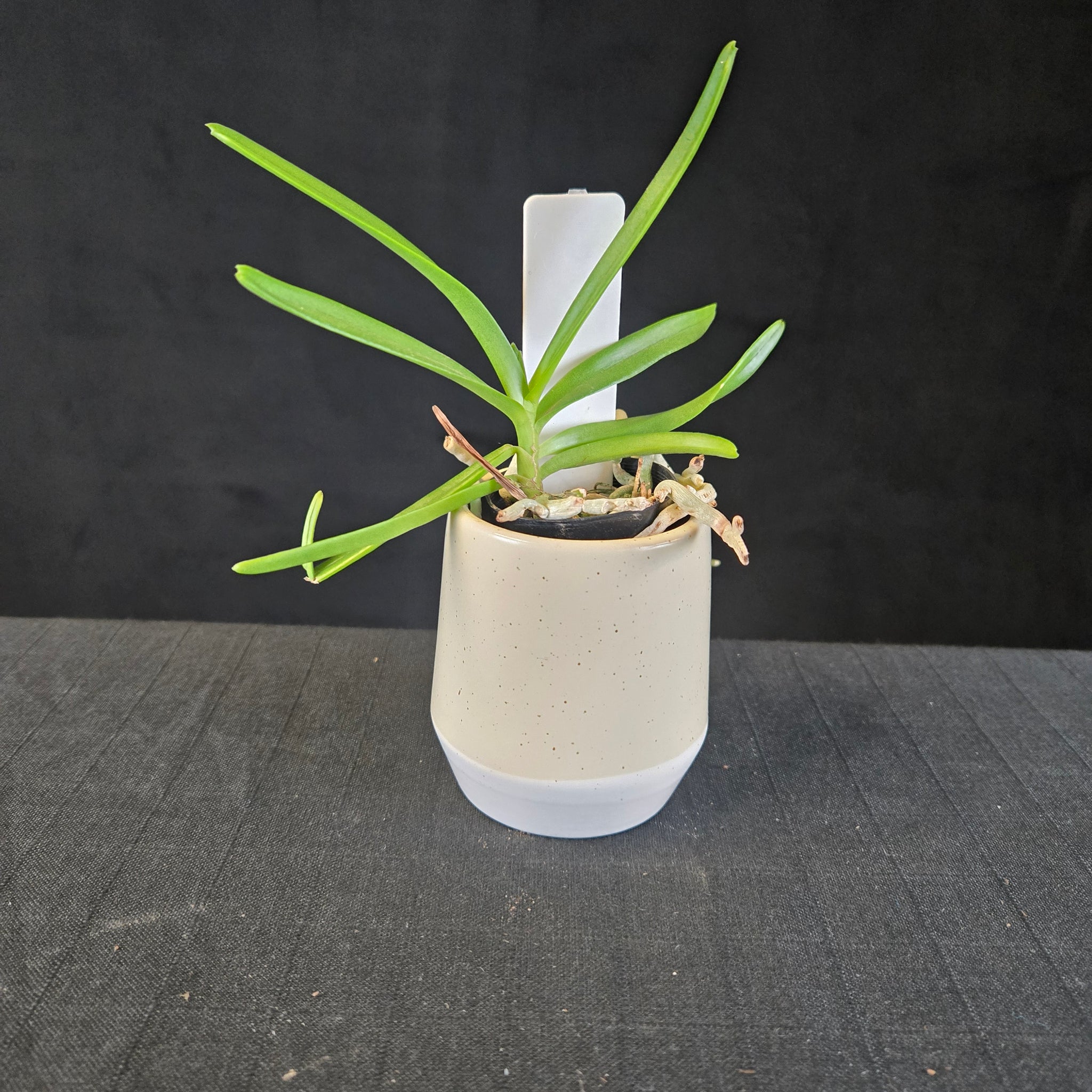 Vanda coerulescens 'The Sky Blue Vanda'