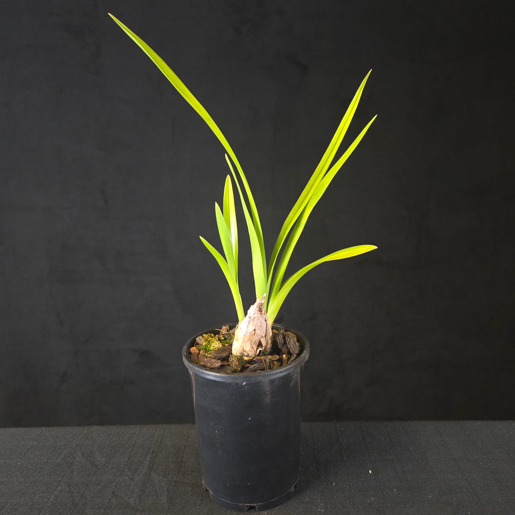 Cymbidium Jess Winter 'Kimberley' (Peloric)