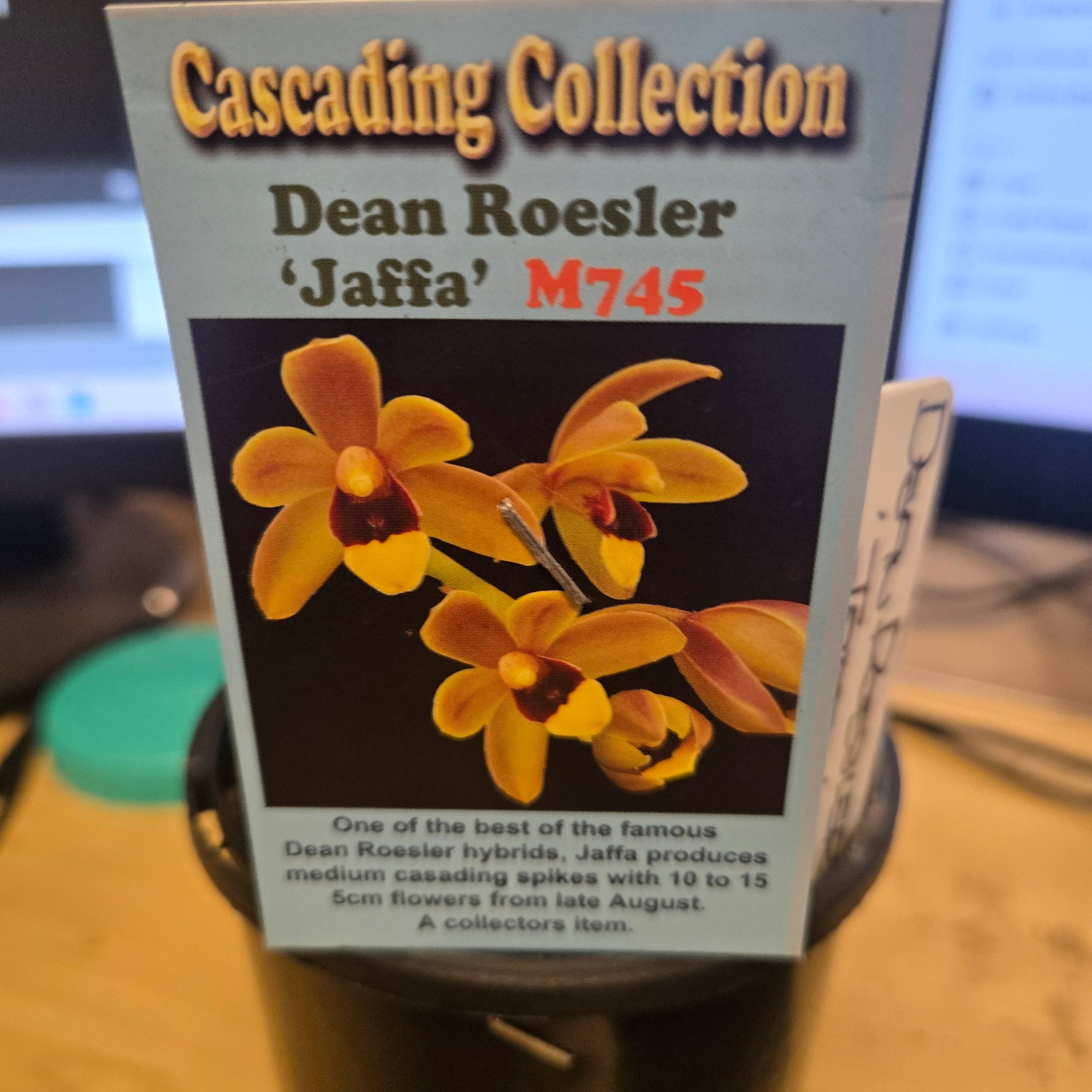 Cymbidium Dean Roesler 'Jaffa' – Original Division (Not Mericlone)