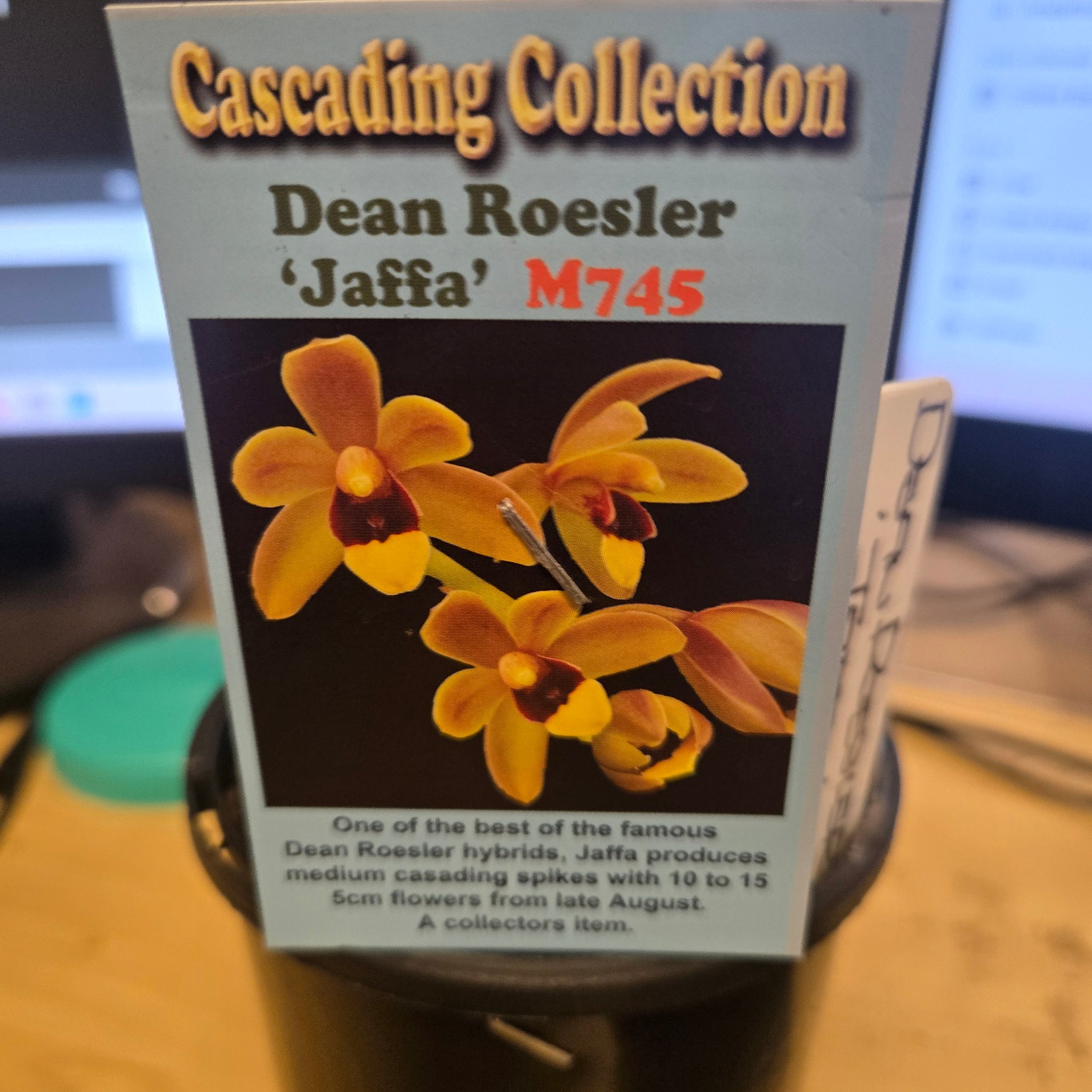Cymbidium Dean Roesler 'Jaffa' – Original Division (Not Mericlone)