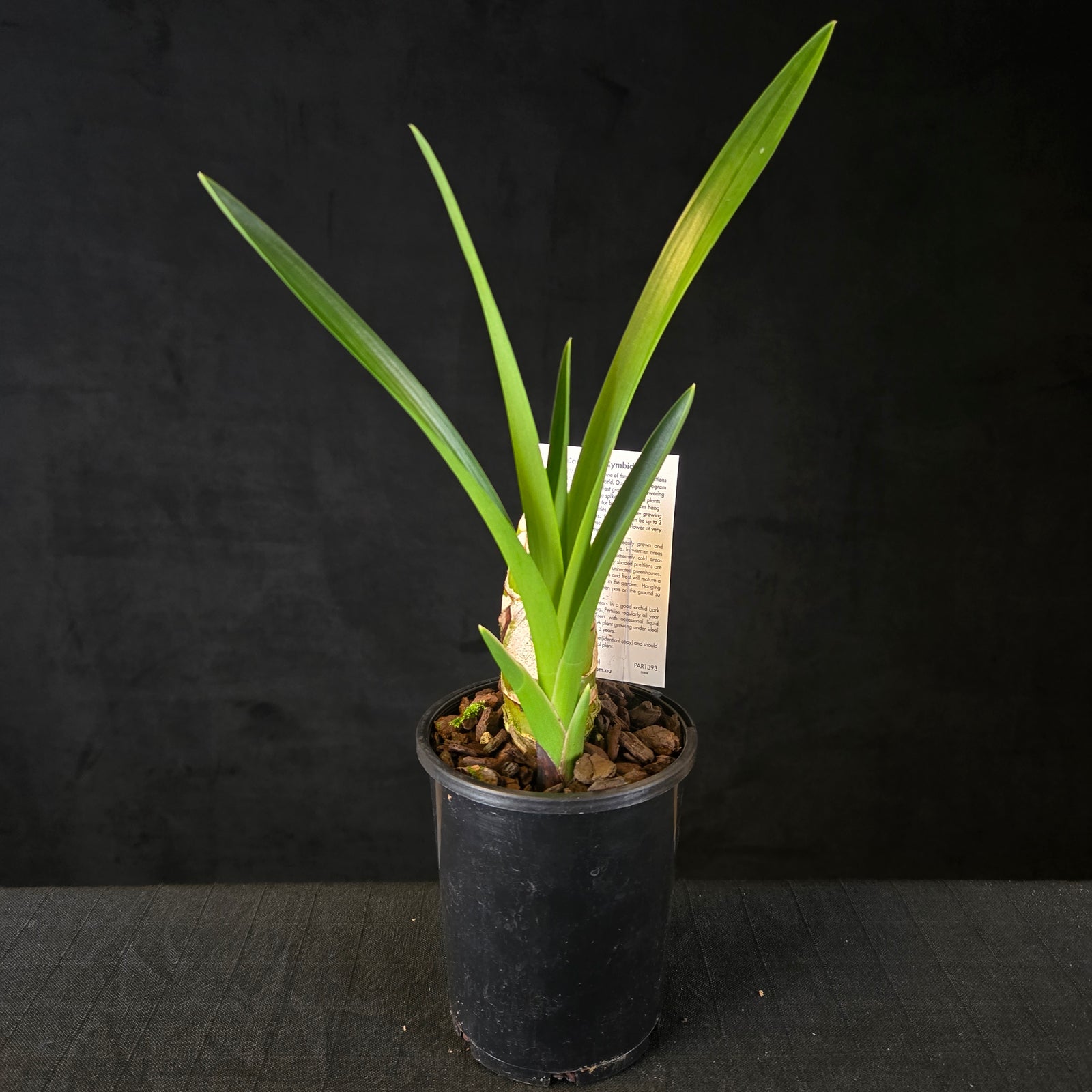 Cymbidium Dean Roesler 'Jaffa' – Original Division (Not Mericlone)