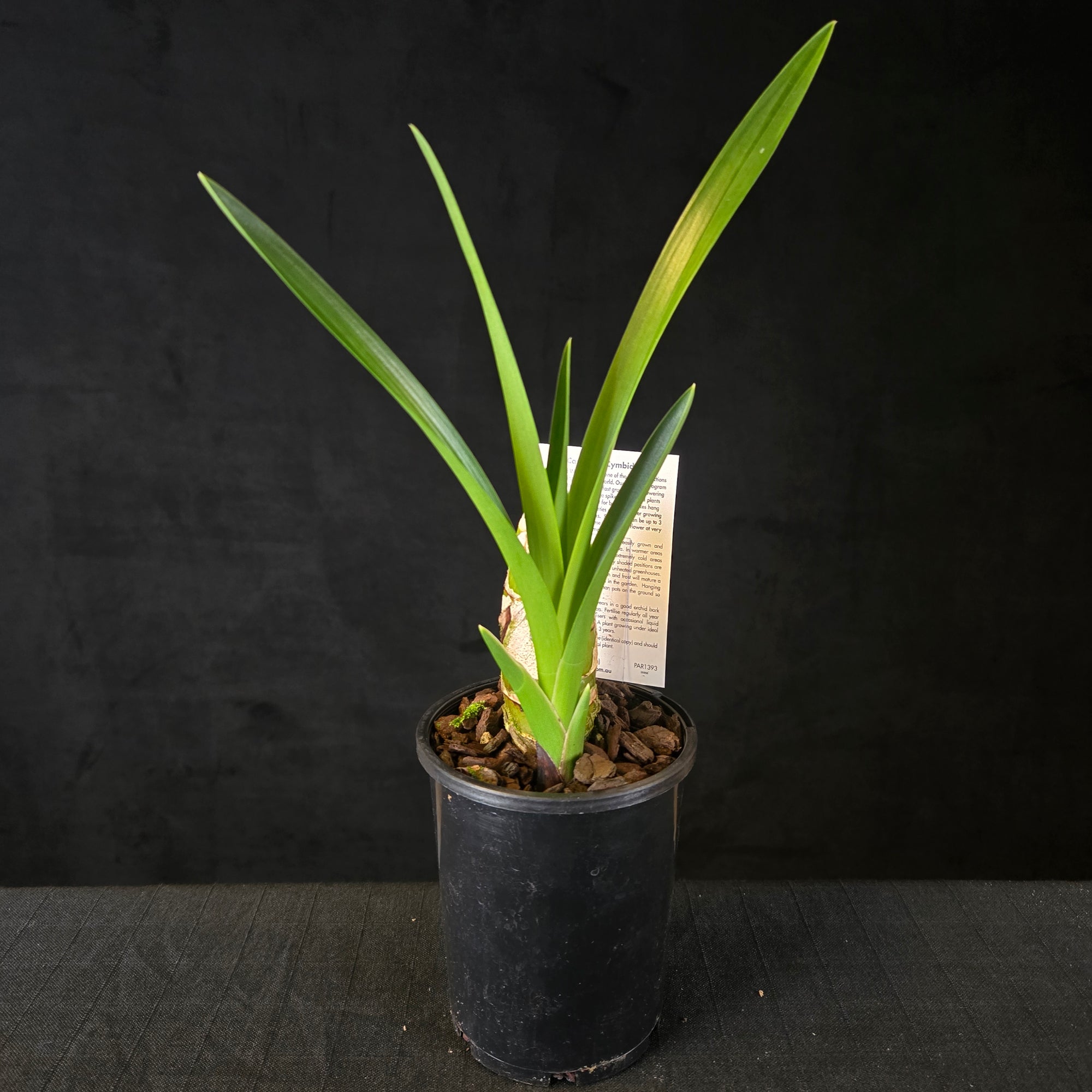 Cymbidium Dean Roesler 'Jaffa' – Original Division (Not Mericlone)