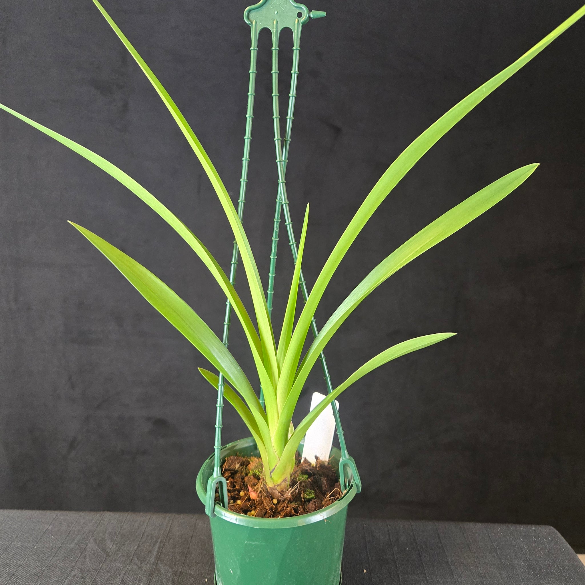 Cymbidium Helen Bannerman (syn. Little Black Sambo) × suave (Seedling – Unflowered)