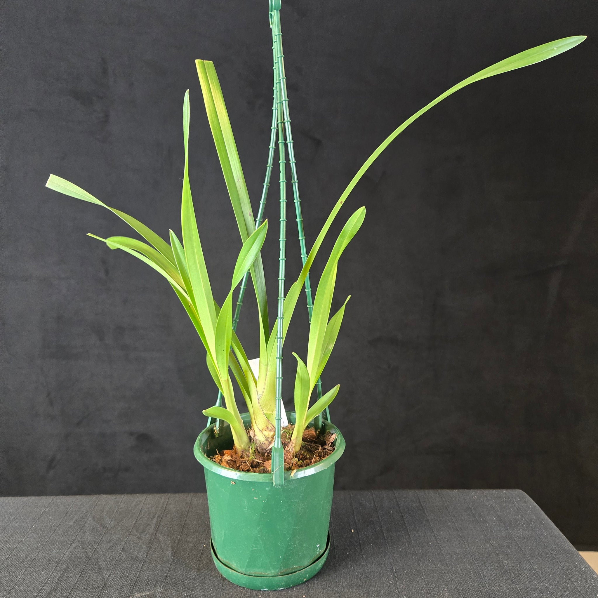 Cymbidium Helen Bannerman (syn. Little Black Sambo) × suave (Seedling – Unflowered)