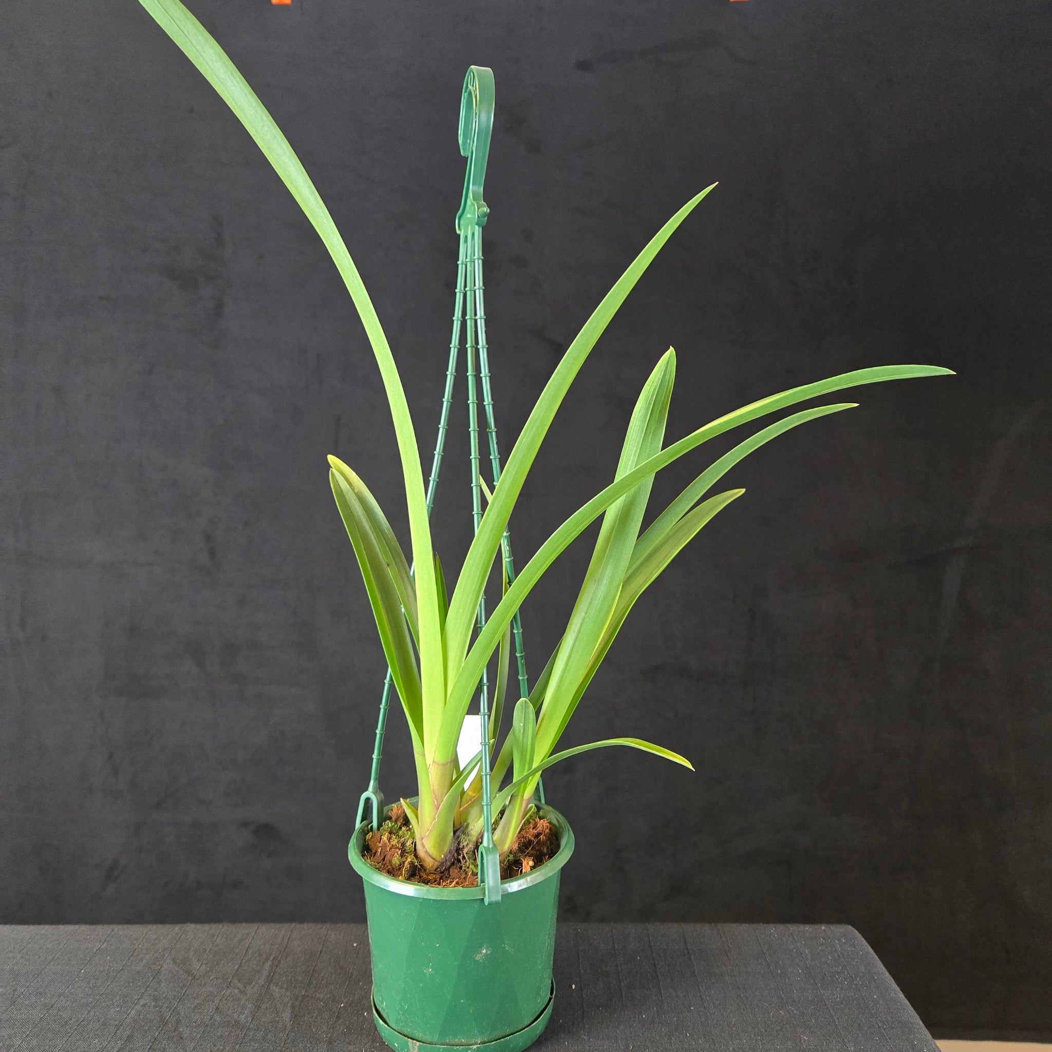 Cymbidium Helen Bannerman (syn. Little Black Sambo) × suave (Seedling – Unflowered)