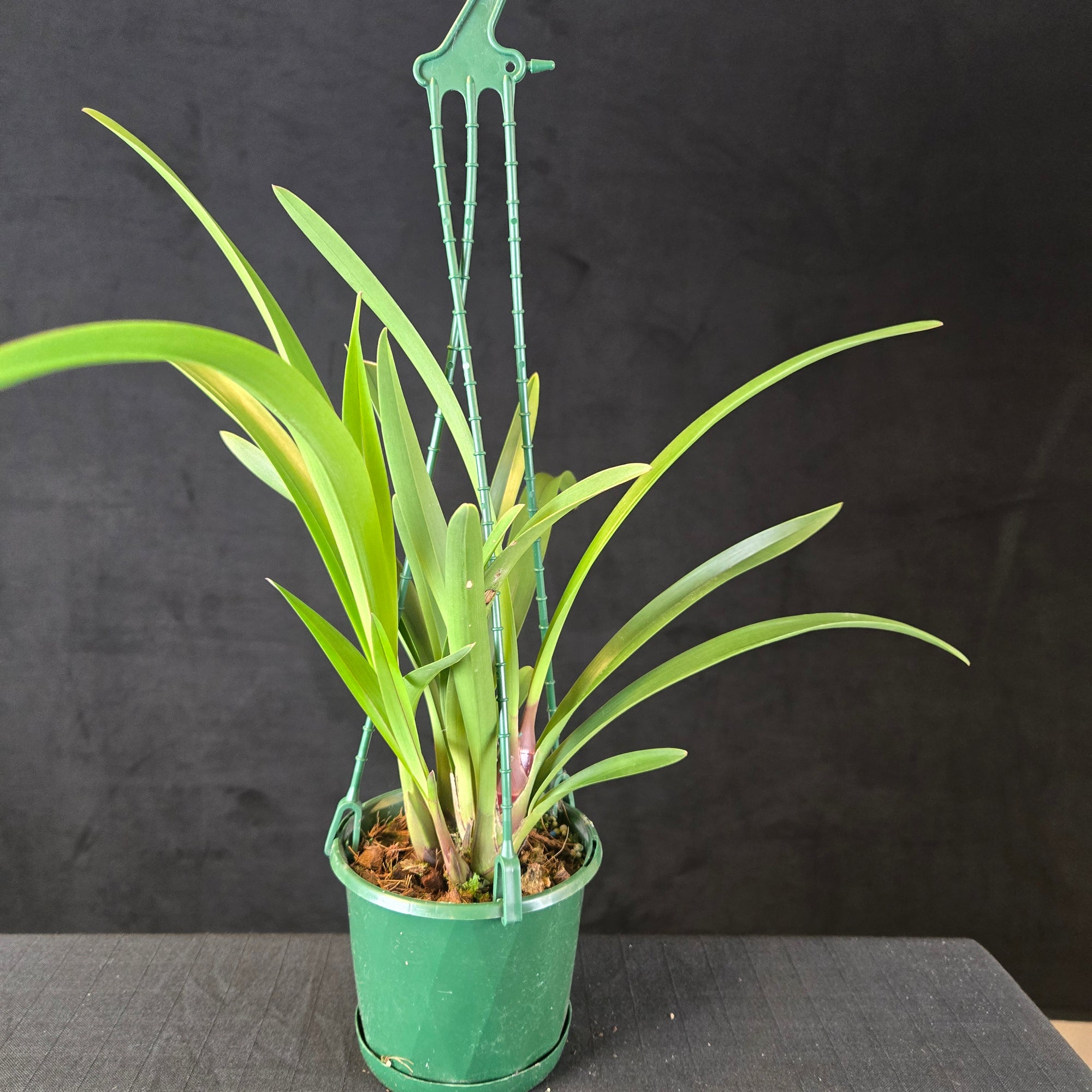 Cymbidium Helen Bannerman (syn. Little Black Sambo) × suave (Seedling – Unflowered)