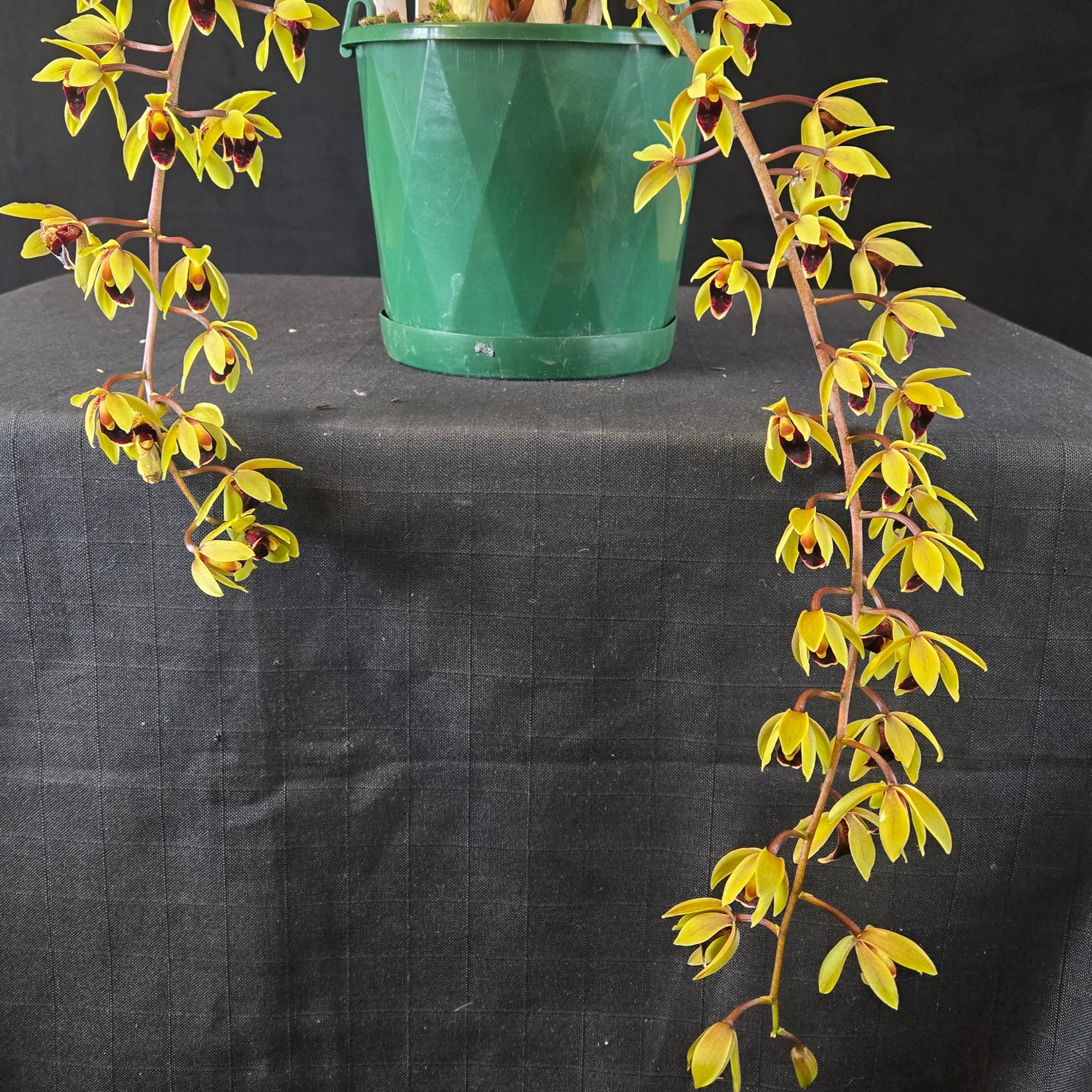 Cymbidium ((Ken Gorry × Borough Green × floribundum) × Sweet Devon) – Cascading Yellow & Burgundy Lip (Currently in Flower)