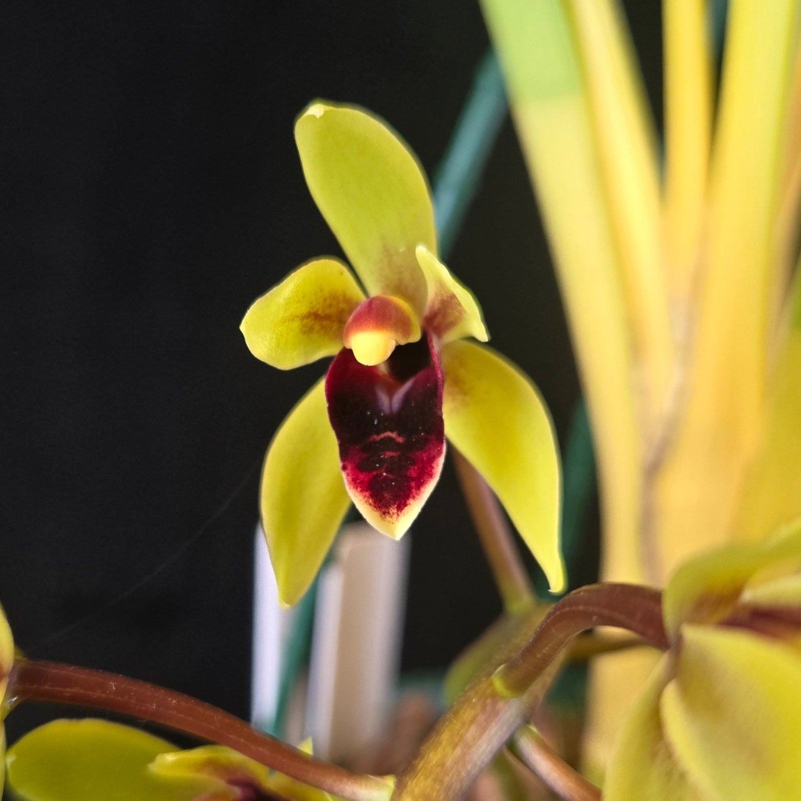 Cymbidium ((Ken Gorry × Borough Green × floribundum) × Sweet Devon) – Cascading Yellow & Burgundy Lip (Currently in Flower)