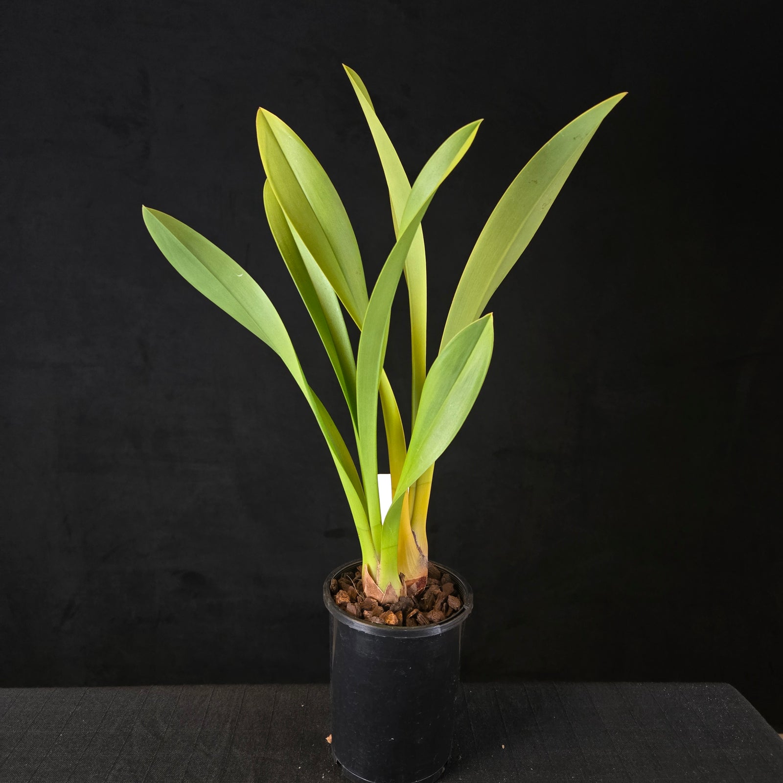 Cymbidium Pied Piper – Rare Primary Hybrid