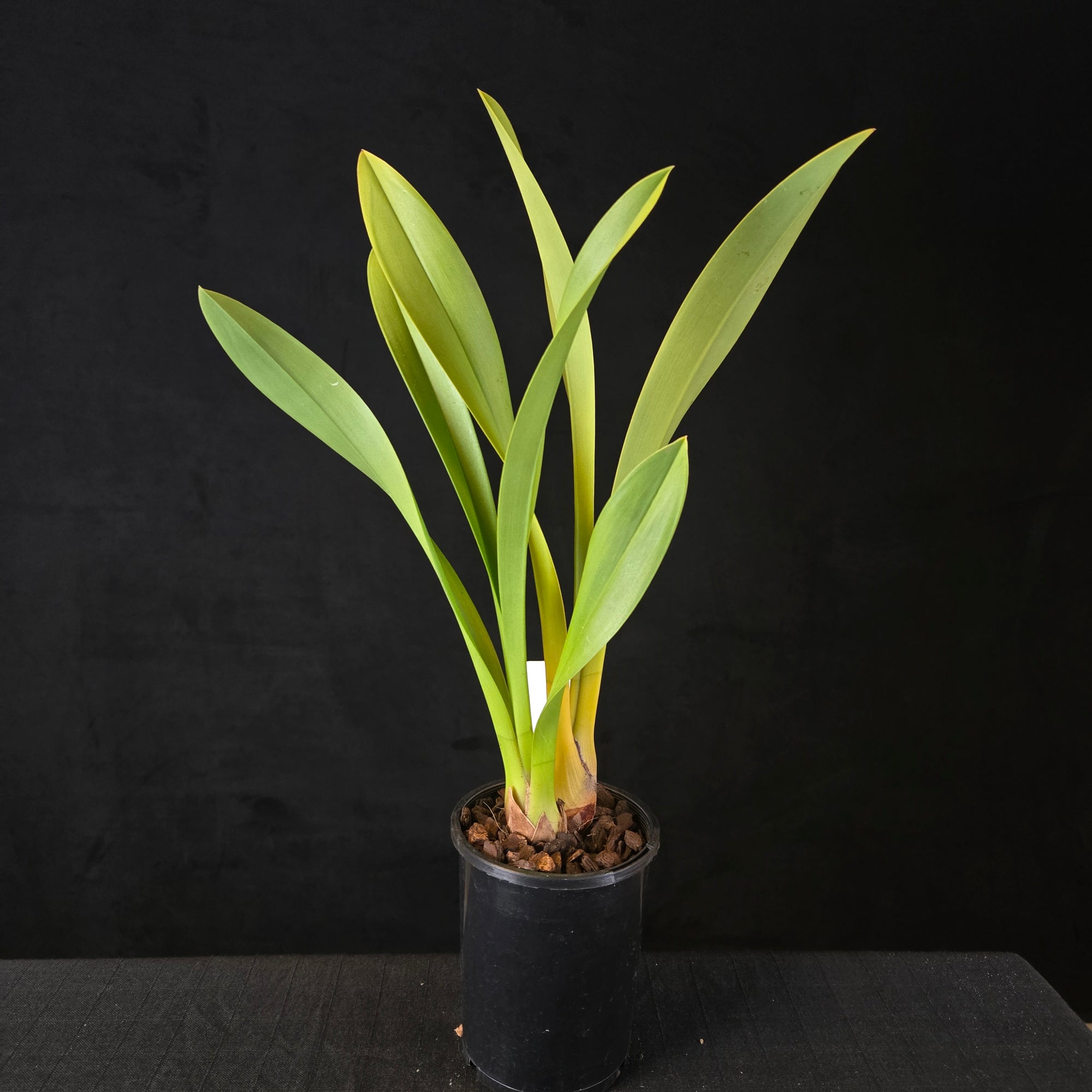 Cymbidium Pied Piper – Rare Primary Hybrid