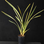 Cymbidium Little Sarah 'Pink Pastel' Variegated – One Only