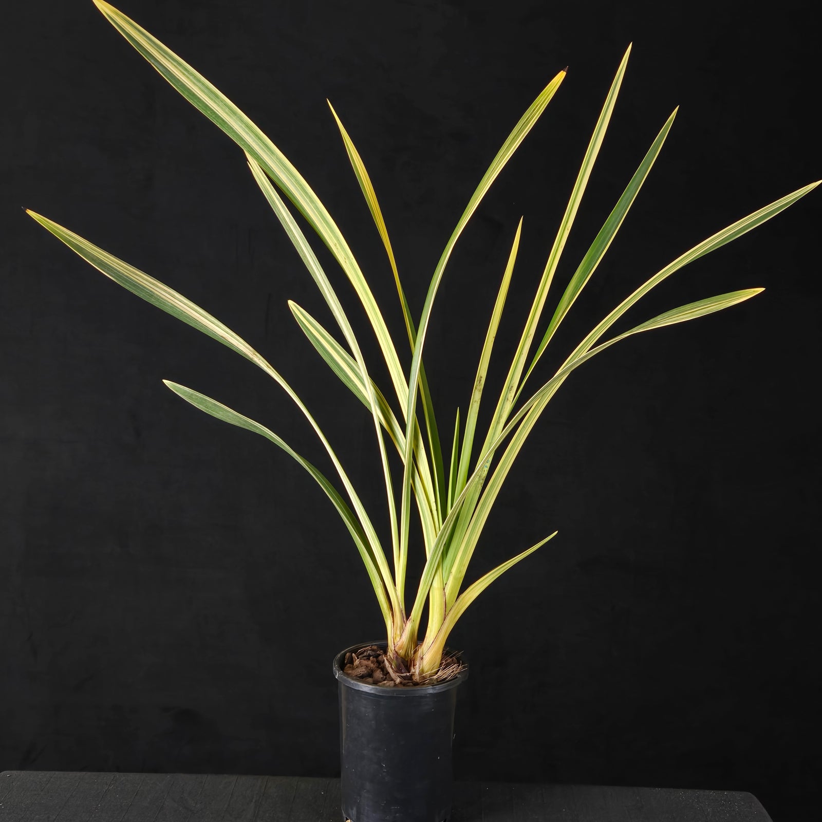 Cymbidium Little Sarah 'Pink Pastel' Variegated – One Only