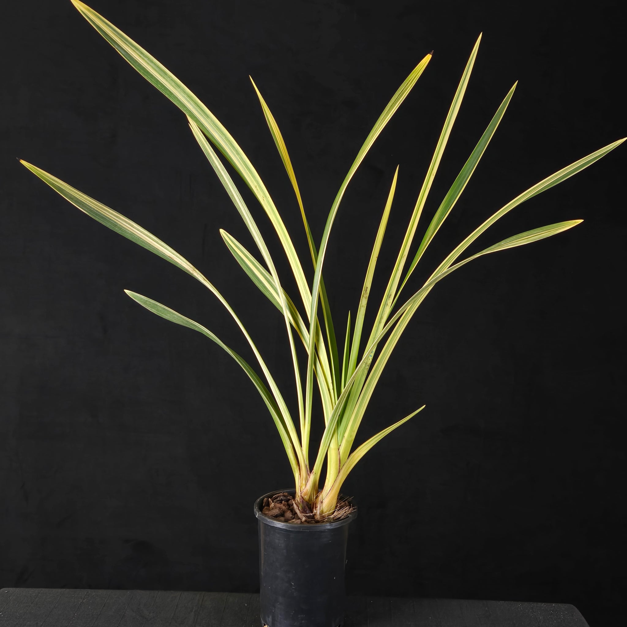 Cymbidium Little Sarah 'Pink Pastel' Variegated – One Only