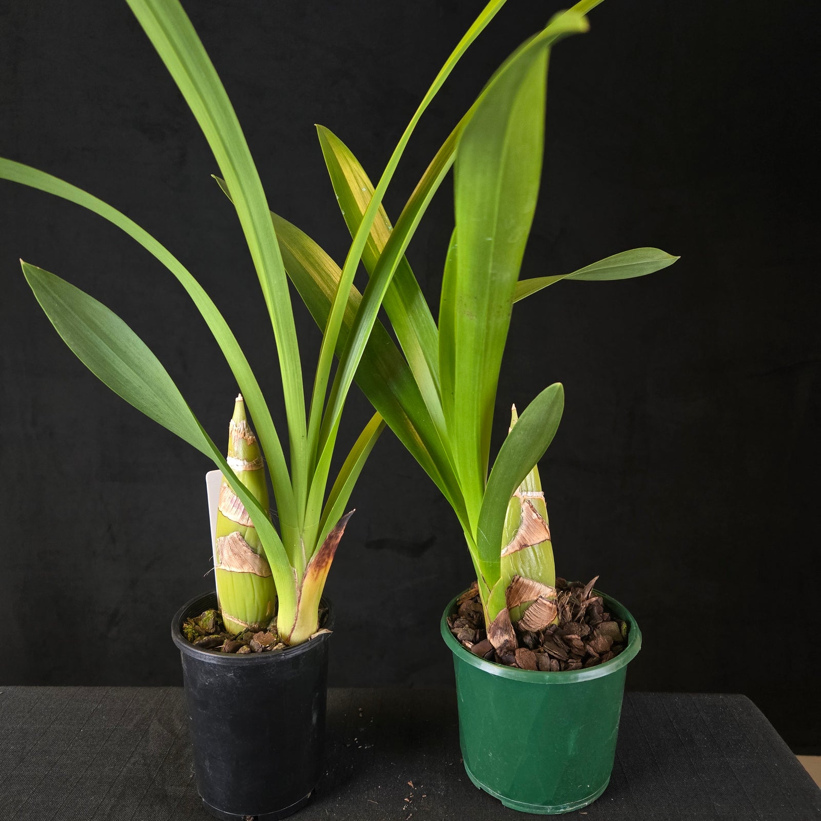 Cymbidium Tennis 'Balls' – Original Dean Roesler Plant (Very Rare)