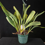 Cymbidium devonianum