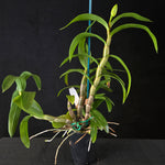 Dendrobium 'Dawn Maree'