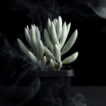 Senecio haworthii - The Cocoon Plant