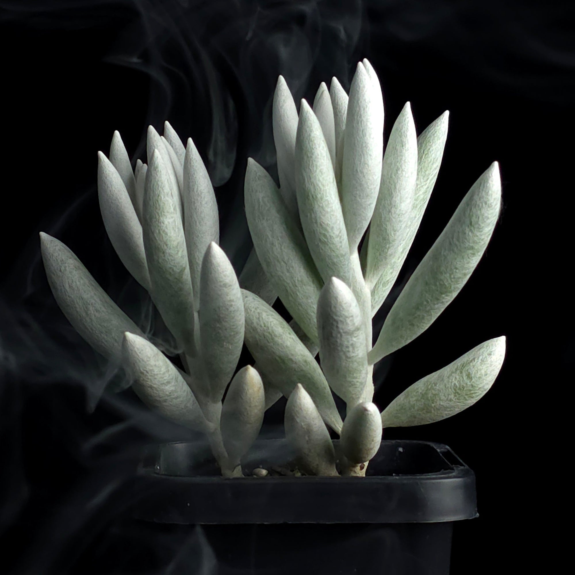 cocoon succulent care Senecio haworthii