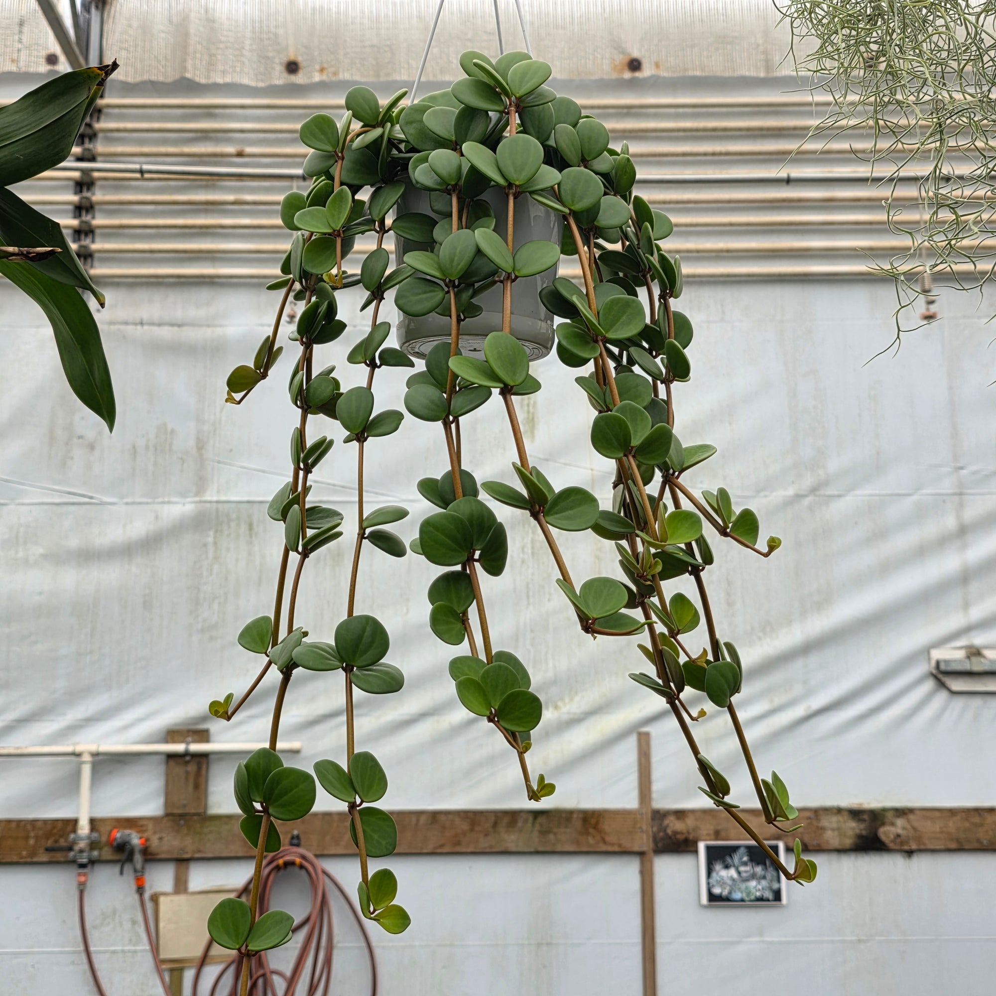 Peperomia 'Hope' (WA Prohibited)