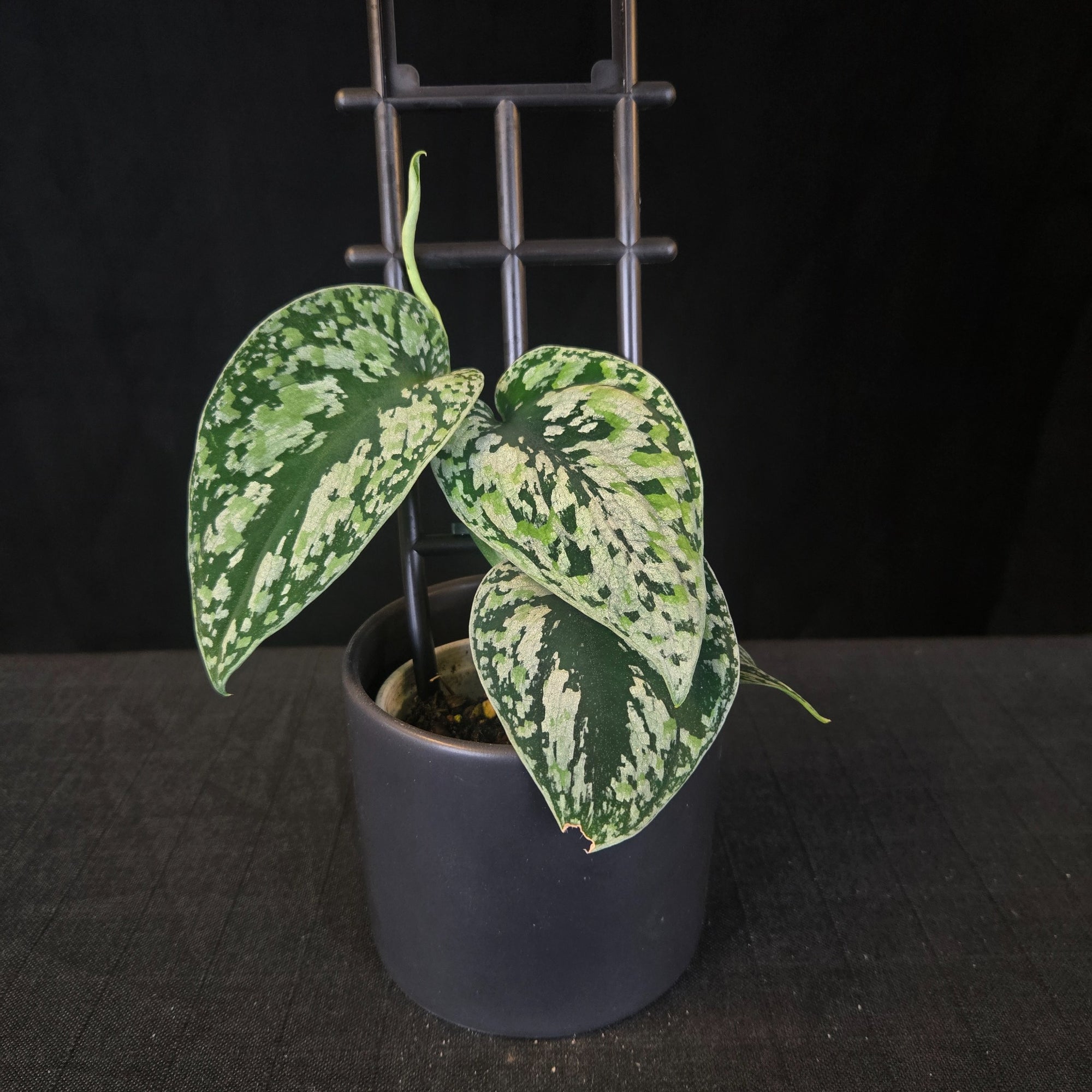 Silver-mottled Scindapsus pictus ‘Tricolor’ with heart-shaped leaves on a small trellis.