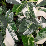 Alocasia micholitziana 'Frydek' Variegated (WA Prohibited)