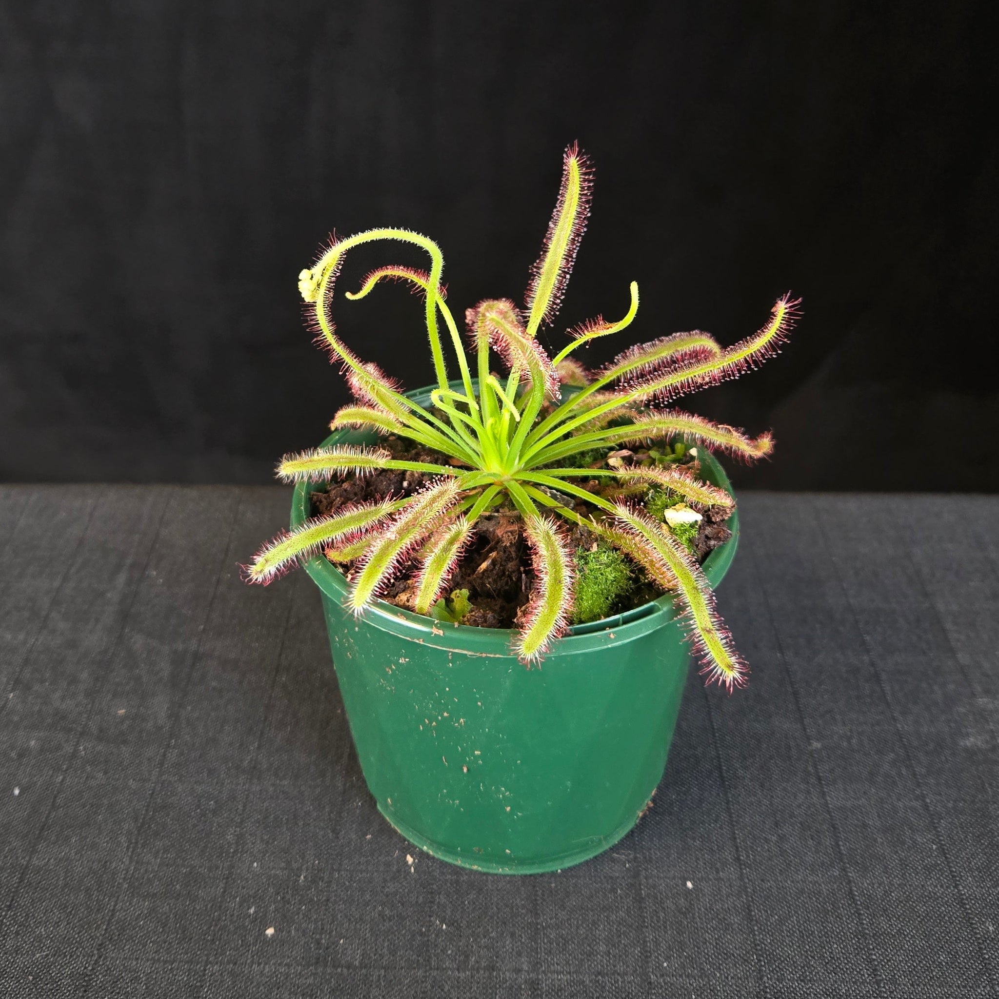 Drosera capensis