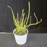 Threadleaf Sundew Drosera filiformis with red, dew-covered leaves in a small pot.