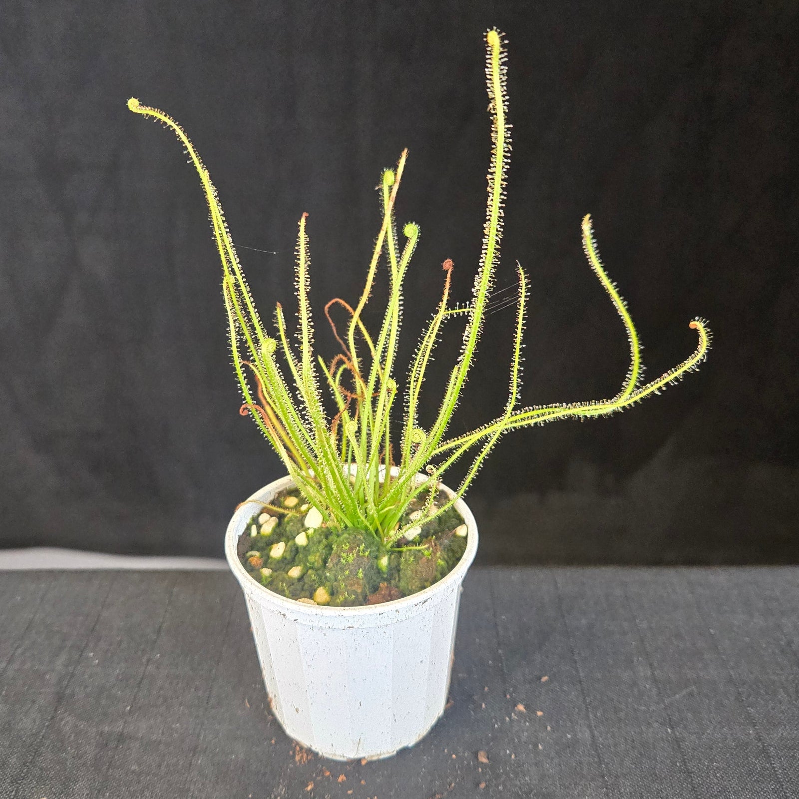 Threadleaf Sundew Drosera filiformis with red, dew-covered leaves in a small pot.