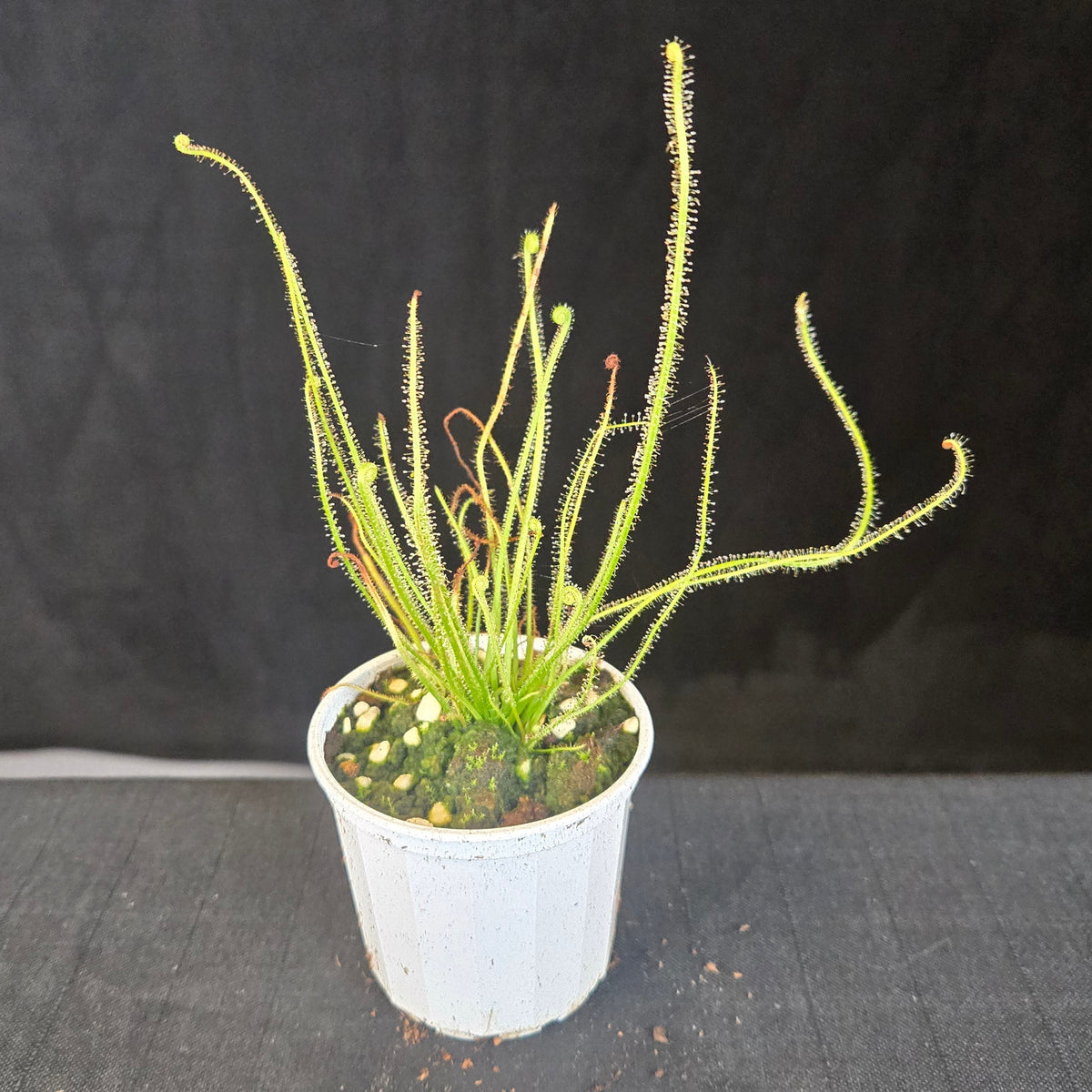 Drosera filiformis – Threadleaf Sundew | Carnivorous Plant – Collectors ...