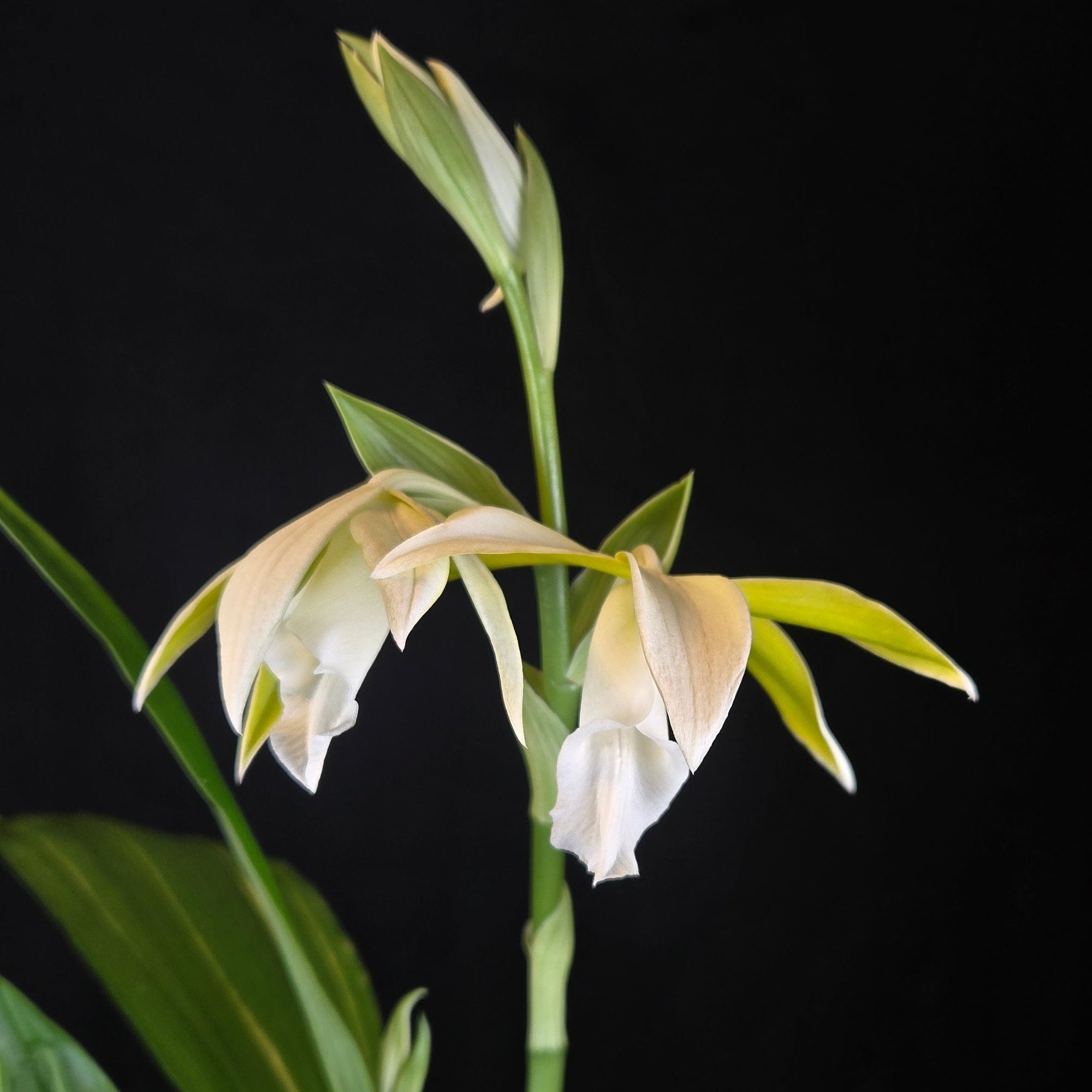 Australian Swamp Orchid Phaius tankervilleae var. bernaysii with pale green and white flowers on tall stems.