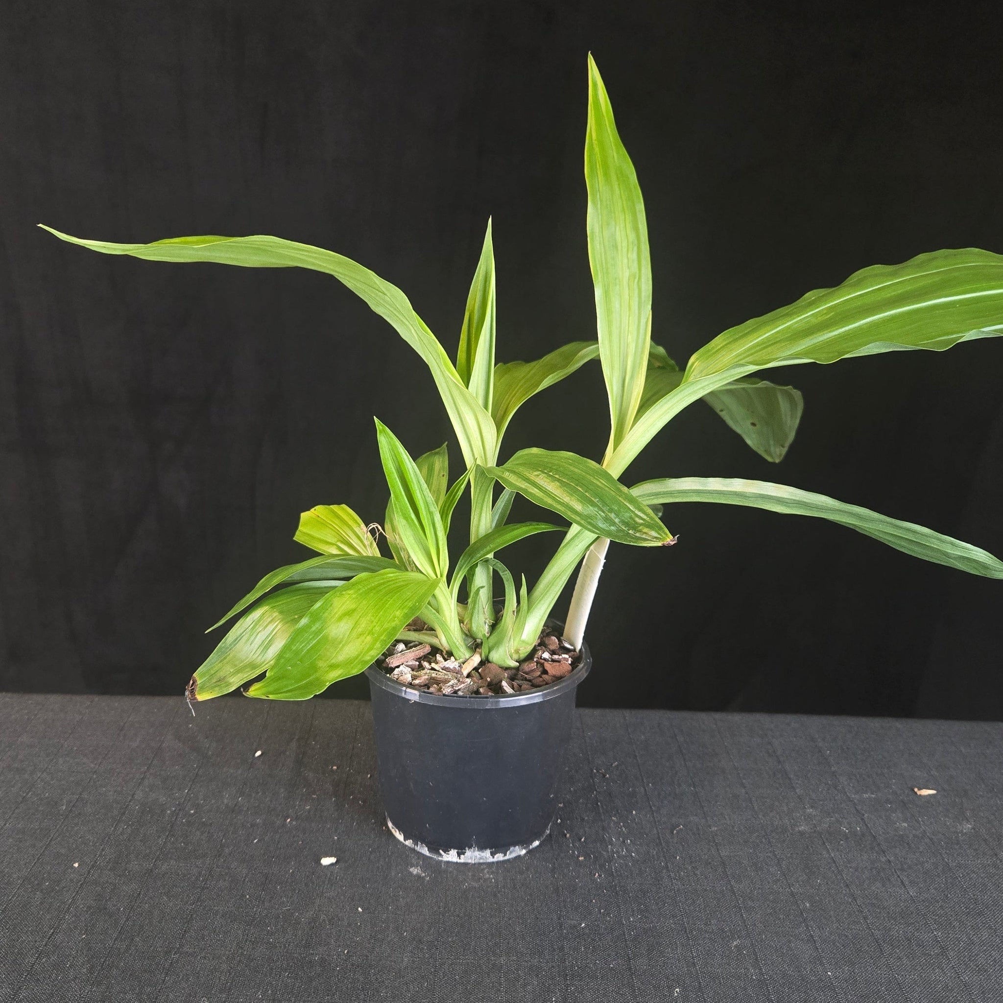 Australian Swamp Orchid Phaius tankervilleae var. bernaysii with pale green and white flowers on tall stems.