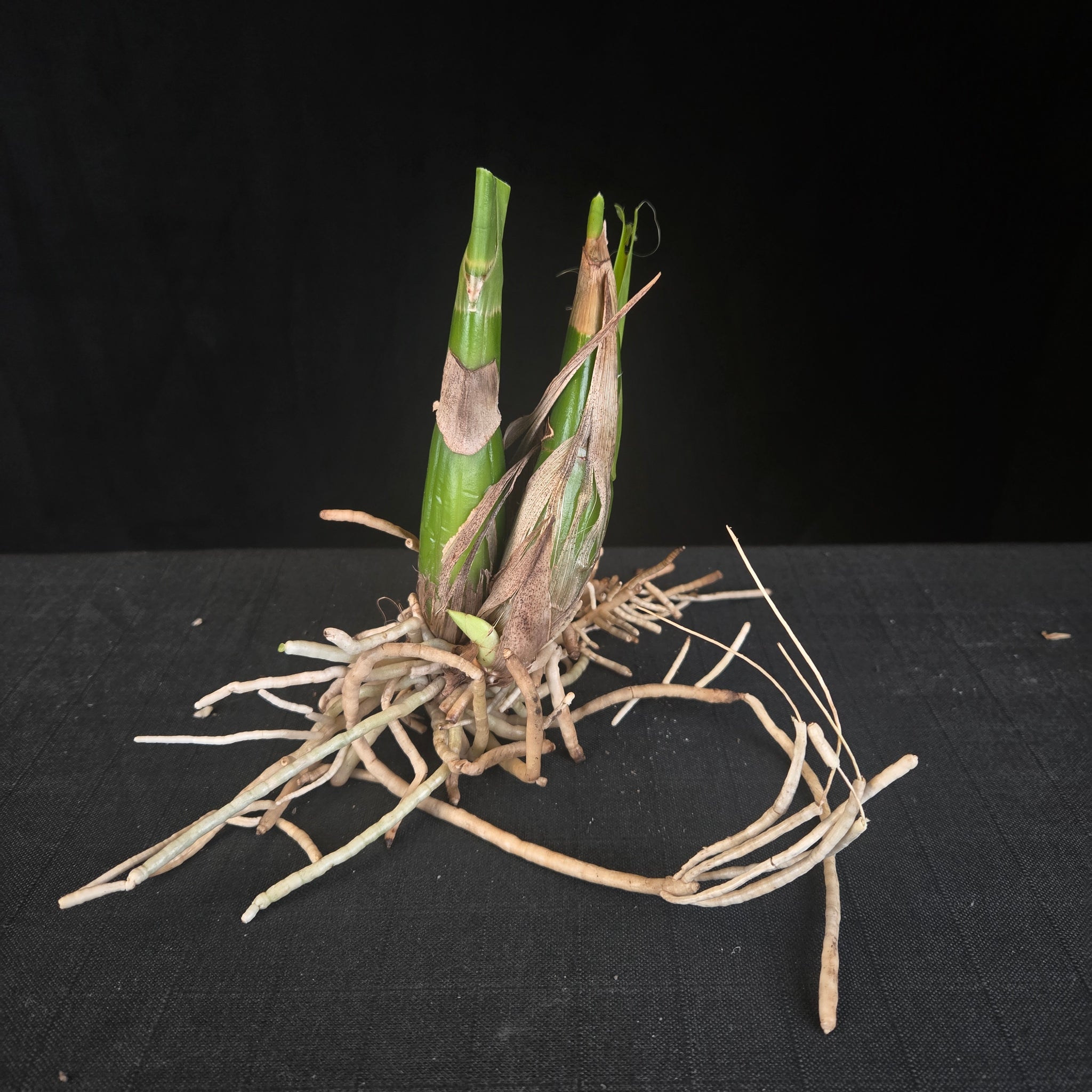 Grammatophyllum scriptum orchid division with new growth emerging from mature back bulbs.