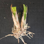 Grammatophyllum scriptum orchid division with new growth emerging from mature back bulbs.