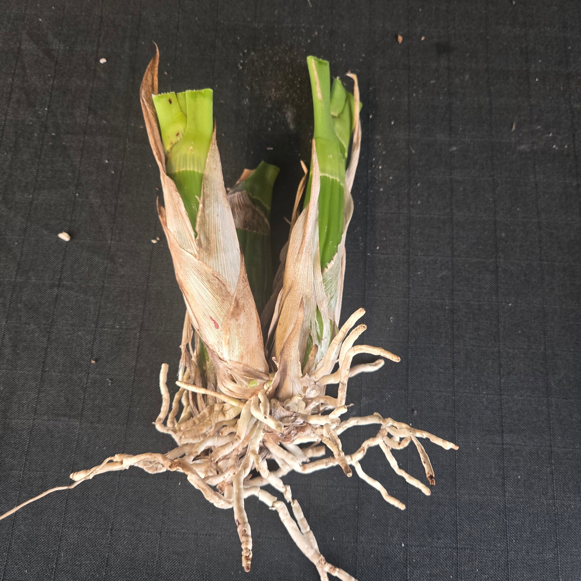 Grammatophyllum scriptum orchid division with new growth emerging from mature back bulbs.