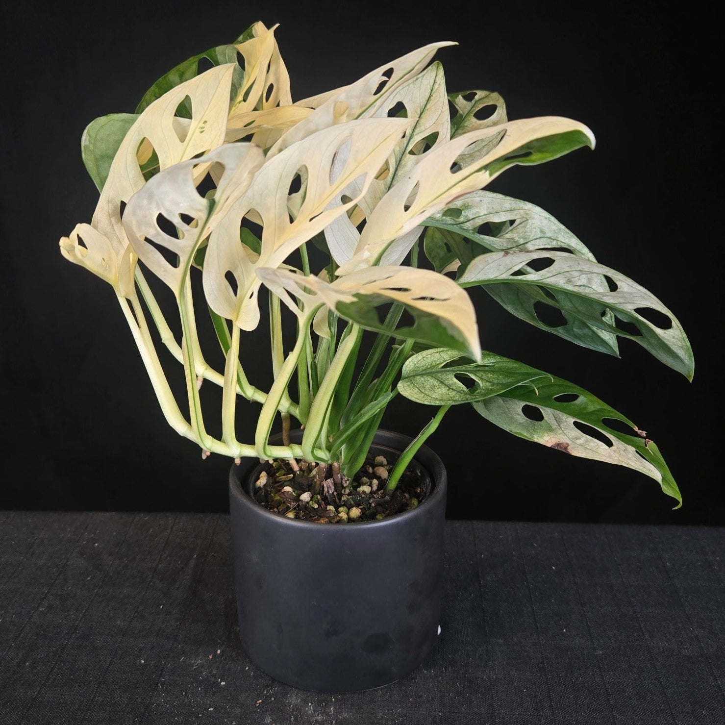 Monstera adansonii variegated with extreme white and green leaves, showing full albino fenestration.