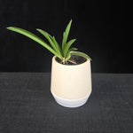 Compact Tolumnia orchid with colourful, butterfly-like flowers. Mixed mericlone selection in assorted shades.