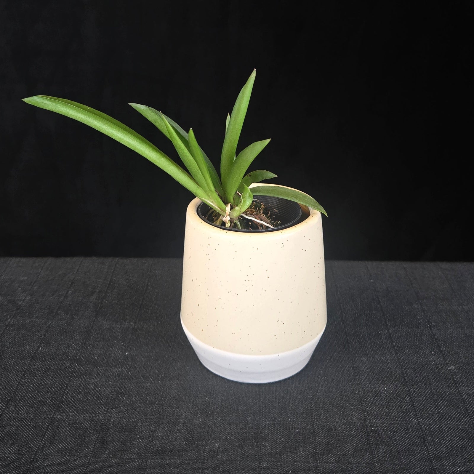 Compact Tolumnia orchid with colourful, butterfly-like flowers. Mixed mericlone selection in assorted shades.