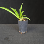 Compact Tolumnia orchid with colourful, butterfly-like flowers. Mixed mericlone selection in assorted shades.
