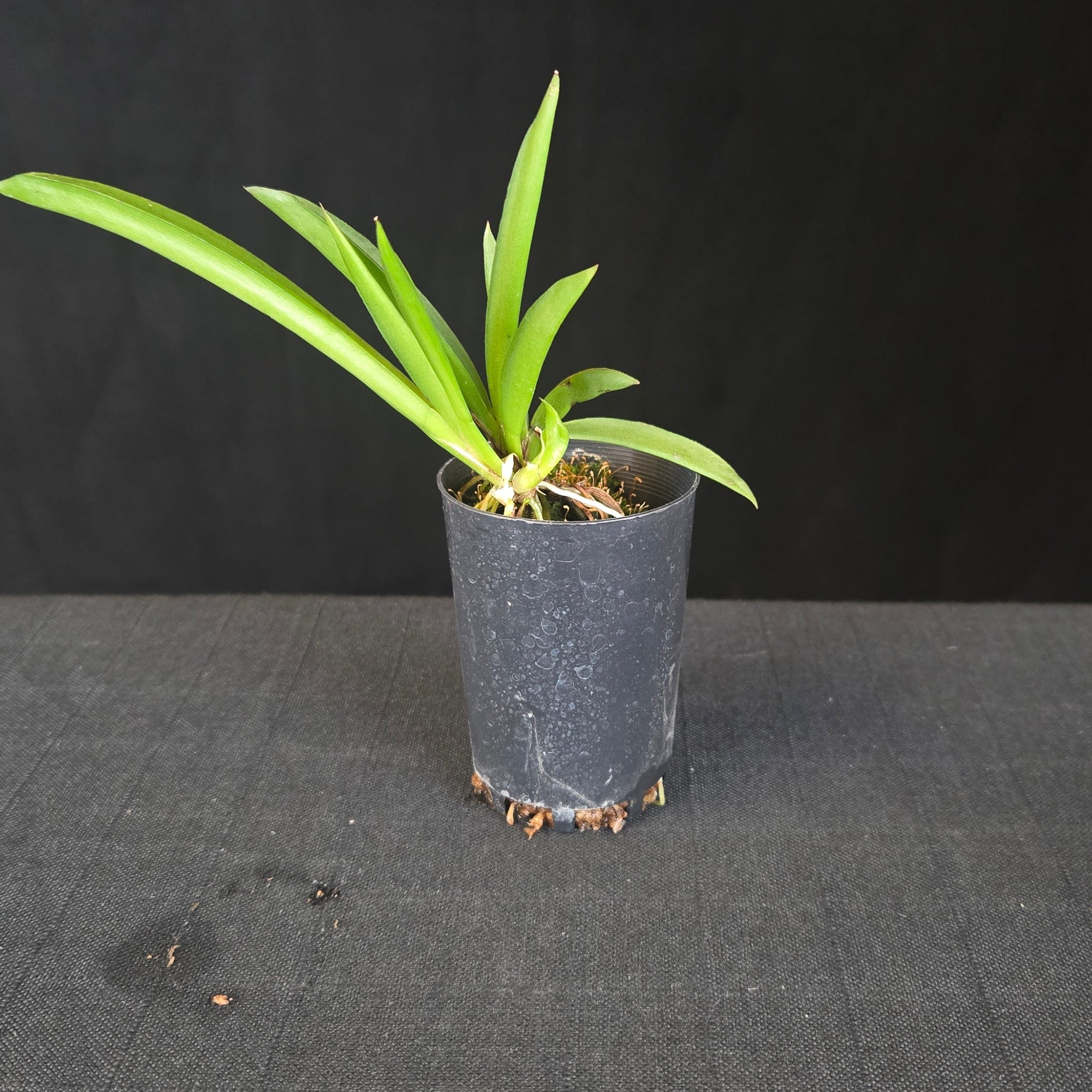 Compact Tolumnia orchid with colourful, butterfly-like flowers. Mixed mericlone selection in assorted shades.