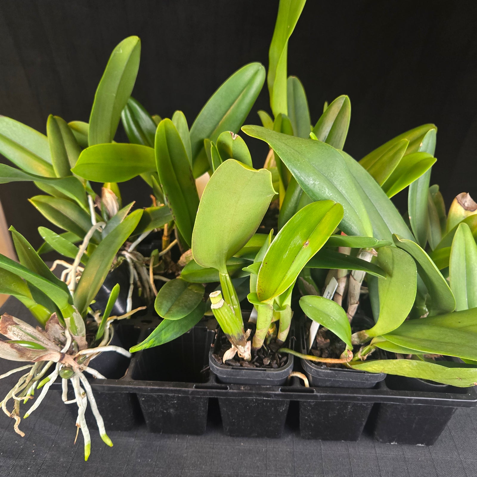 Cattleya Hybrids – Mixed Colours (End of Run Selection)